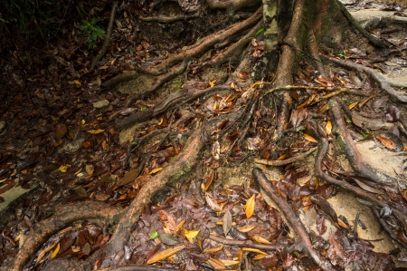 National Park in Penang, Malaysiaの写真素材