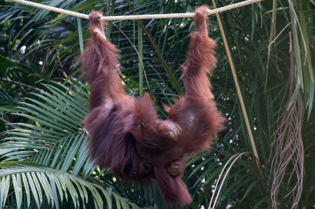 Orangutan at the Conservation Island at Bukit Merah,Malaysiaの写真素材