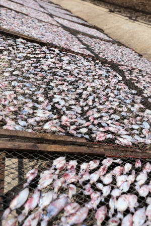 Squid Production in Phetchaburi, Thailandの写真素材