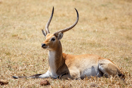 Lechwe in Okavango Delta - Moremi National Park in Botswanaの写真素材