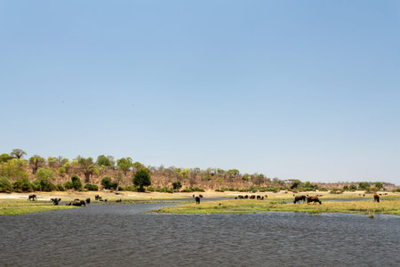 Chobe River, Chobe National Park, Botswana, Africaの写真素材