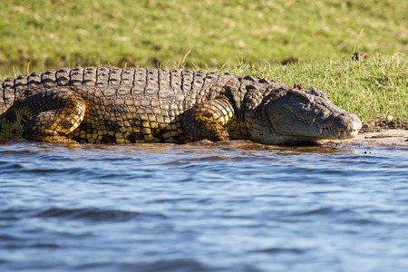 Crocodile - Chobe River, Chobe National Park, Botswana, Africaの写真素材