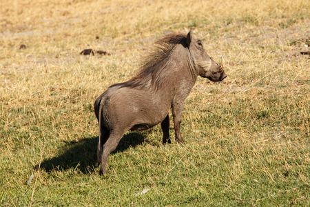 Warthog on Grassland in Chobe National Park, Botswana, Africaの写真素材