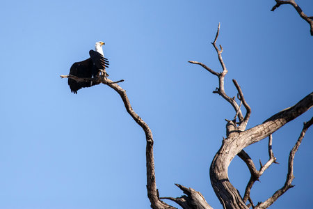 African Fish Eagle in Chobe National Park, Botswana, Africa