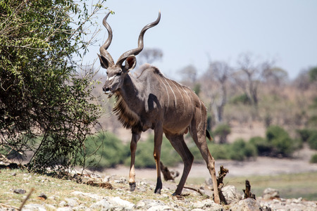 Greater Male Kudu in Chobe National Park, Botswana, Africaの写真素材