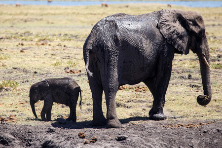 Elephant in Chobe National Park, Botswana, Africaの写真素材