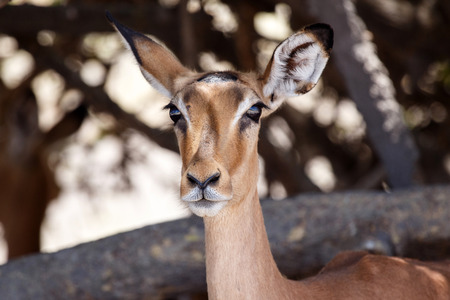 Impala In Shade in Chobe National Park, Botswana, Africaの写真素材
