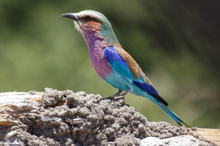 Lilac Breasted Roller Bird in Chobe National Park, Botswana, Africaの写真素材