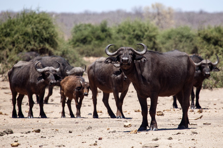 Herd of Cape Buffalo in Chobe National Park, Botswana, Africaの写真素材