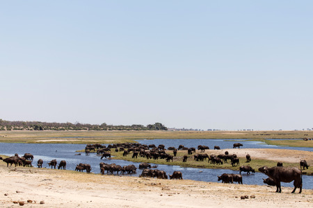 Herd of Buffalo in Chobe River, Chobe National Park, Botswana, Africaの写真素材