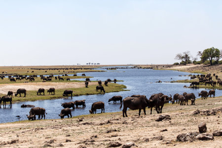 Herd of Buffalo in Chobe River, Chobe National Park, Botswana, Africa