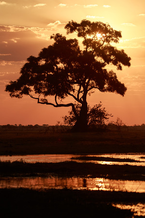 Sunset Over The Chobe National Park, Botswana, Africaの写真素材