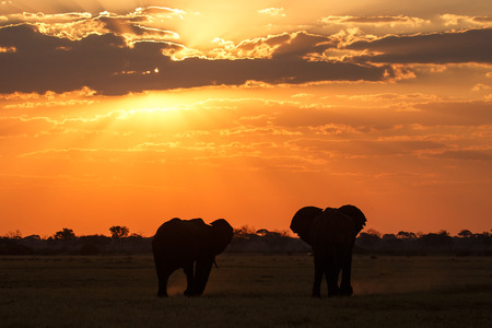 Sunset Over The Chobe National Park, Botswana, Africaの写真素材