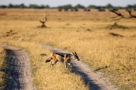 Black-Backed Jackal in Chobe National Park, Botswana, Africaの写真素材
