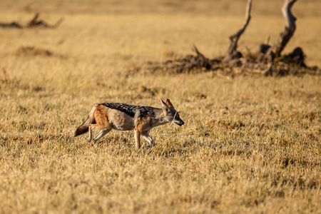 Black-Backed Jackal in Chobe National Park, Botswana, Africaの写真素材