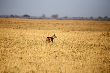 Black-Backed Jackal in Chobe National Park, Botswana, Africaの写真素材