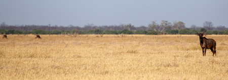 Tsessebe in Chobe National Park, Botswana, Africaの写真素材