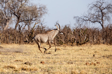 Greater Male Kudu in Chobe National Park, Botswana, Africaの写真素材