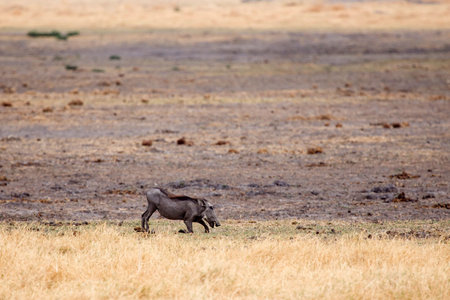 Warthog in Okavango Delta - Moremi National Park in Botswanaの写真素材
