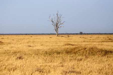Chobe National Park, Botswana, Africa