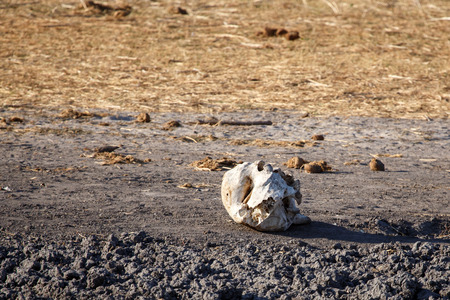 Remains of a Kill in Chobe National Park, Botswana, Africaの写真素材