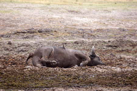 Dead Buffalo in Okavango Delta - Moremi National Park in Botswanaの写真素材