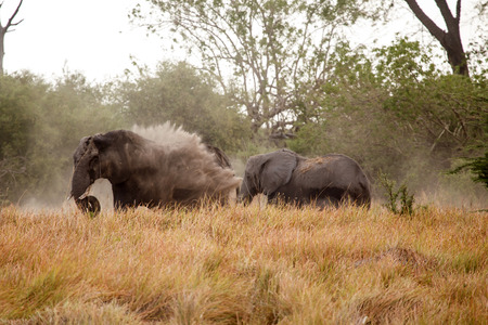 African Elephant in Okavango Delta - Moremi National Park in Botswanaの写真素材