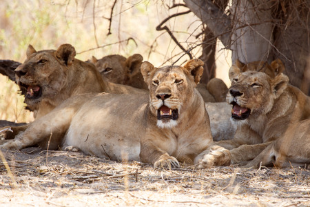 Lion at Okavango Delta - Moremi National Park in Botswanaの写真素材