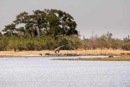 Animals Taking a Drink at Okavango Delta (Moremi National Park) in Botswana Africa