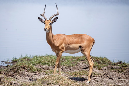 Impala at Okavango Delta (Moremi National Park) in Botswana Africaの写真素材