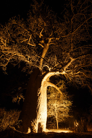 Baobab Tree in Okavango Delta - Moremi National Park in Botswanaの写真素材