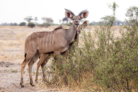 Kudu in Okavango Delta - Moremi National Park in Botswanaの写真素材