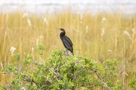 Okavango Delta (Moremi National Park) in Botswana Africa