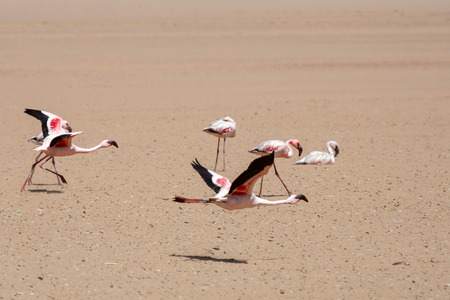 Flamingo Bird in Flight at Walvis Bay / Swakopmund, Nambia, Africaの写真素材