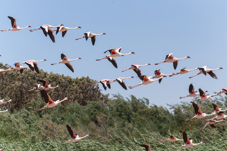 Flamingo Bird in Flight at Walvis Bay / Swakopmund, Nambia, Africaの写真素材