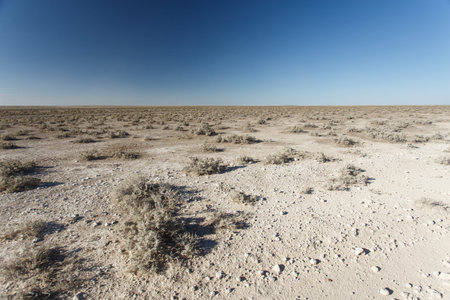 Etosha National Park in Nambia, Africaの写真素材