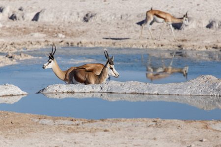 Springbok Antelope at Etosha National Park in Nambia, Africaの写真素材