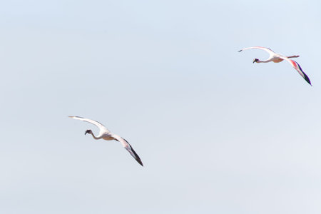 Flamingo Bird in Flight at Walvis Bay / Swakopmund, Nambia, Africa