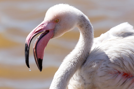 Flamingo Bird in Walvis Bay / Swakopmund, Nambia, Africaの写真素材