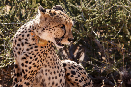 Cheetah Conservation at Sossusvlei in the Namib Desert, Namibia, Africaの写真素材