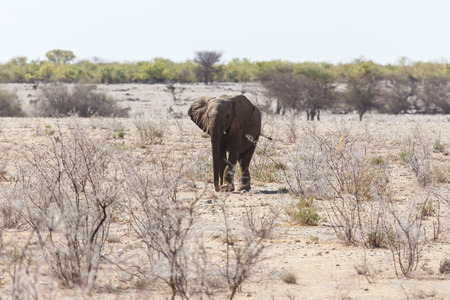 Elephant in Etosha National Park in Nambia, Africaの写真素材