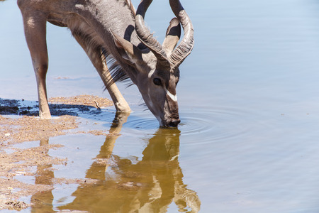 Adult Kudu at Etosha National Park in Nambia, Africaの写真素材