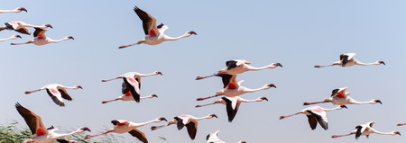 Flamingo Bird in Flight at Walvis Bay / Swakopmund, Nambia, Africaの写真素材