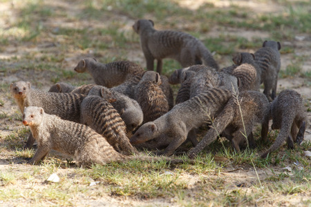 Banded Mongoose at Etosha National Park in Nambia, Africaの写真素材