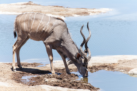 Adult Kudu at Etosha National Park in Nambia, Africaの写真素材