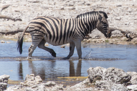 Plains Zebra in Etosha National Park, Namibia, Africaの写真素材