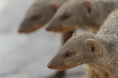 Banded Mongoose at Etosha National Park in Nambia, Africaの写真素材