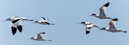 Pied Avocet Bird at Walvis Bay Lagoon in Namibia, Africaの写真素材