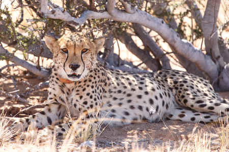 Cheetah Conservation at Sossusvlei in the Namib Desert, Namibia, Africaの写真素材