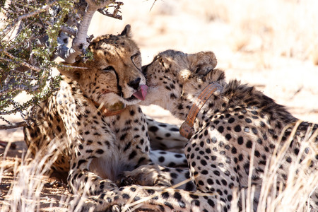 Cheetah Grooming at Sossusvlei in the Namib Desert, Namibia, Africaの写真素材
